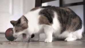 Prečo mačka oholí žltú alebo bielu tekutinu po jedle